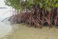 Close up of magrove trees with branches with green leaves. Close up of mangrove leaf. Detail of mangrove trees along the mangrove.