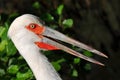 Close-up of maguari stork