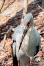 Close-up of a maguari stork Ciconia maguari Royalty Free Stock Photo