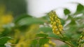 Mahonia Aquifolium Flowers In Spring Garden. Yellow Flowers Oregon Grape Mahonia Aquifolium Plant. Close up. Royalty Free Stock Photo