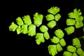 Close up of Maidenhair fern