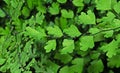 Close up Maidenhair Fern or Adiantum Plant Isolated on Background