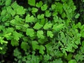 Close up Maidenhair Fern or Adiantum Plant Isolated on Background