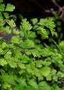 Close up Maidenhair Fern or Adiantum Plant Isolated on Background