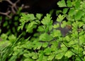 Close up Maidenhair Fern or Adiantum Plant Isolated on Background