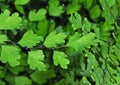 Close up Maidenhair Fern or Adiantum Plant Isolated on Background