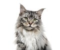 Close-up on a main coon cat face, isolated