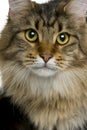 Close-up of Maine coon, 1 year old