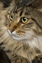 Close-up of Maine coon, 1 year old