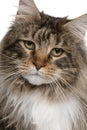 Close-up of Maine coon, 2 years old Royalty Free Stock Photo