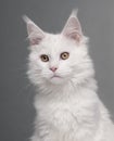 Close-up of Maine Coon, 5 months old Royalty Free Stock Photo