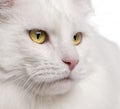 Close-up of Maine Coon cat Royalty Free Stock Photo