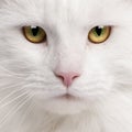 Close-up of Maine Coon cat Royalty Free Stock Photo