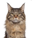 Close-up of Maine Coon cat, 7 months old Royalty Free Stock Photo