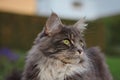 Portrait of Maine Coon Cat Outside Royalty Free Stock Photo