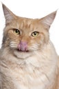 Close-up of Maine Coon cat licking lips Royalty Free Stock Photo