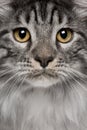 Close-up of Maine Coon cat, 7 months old Royalty Free Stock Photo