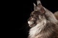 Close-up Maine Coon Cat in Profile, Isolated Black, Side view Royalty Free Stock Photo