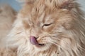 Close-up of Maine coon cat sticking out tongue licking over lips and nose Royalty Free Stock Photo