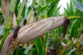 Close up of a maize plant with its corn cob, Zea mays Royalty Free Stock Photo