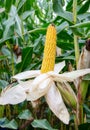 Close up of a maize plant with its corn cob, Zea mays Royalty Free Stock Photo