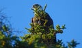 CLOSE UP: Majestic bald eagle sitting on a pine tree on a sunny autumn day. Royalty Free Stock Photo