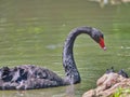 Close-up of a majestic black swan swimming in a calm, sunlit pond