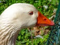 Close-up of a majestic goose in profile. The goose has striking blue eyes, white plumage and a beautiful orange beak . Goose gives Royalty Free Stock Photo