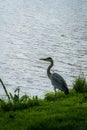Close up of a majestic heron in front of a bright river