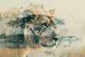 A close-up of a majestic lion merged with a serene savanna landscape in a double exposure Royalty Free Stock Photo
