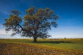 Close up of a majestic oak tree, situated on a hill against a backdrop of Table Mountain Royalty Free Stock Photo