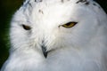 close-up of majestic snowy owl (Bubo scandiacus) portrait Royalty Free Stock Photo