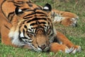 Close up of majestic tiger lying down