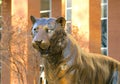 Tiger Statue at The University of Tennessee