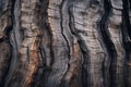 Close up majestic tree trunk old bark in forest textured brown wood pine oak plant macro wooden background timber lumber Royalty Free Stock Photo