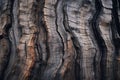 Close up majestic tree trunk old bark in forest textured brown wood pine oak plant macro wooden background timber lumber