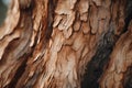 Close up majestic tree trunk old bark in forest textured brown wood pine oak plant macro wooden background timber lumber Royalty Free Stock Photo