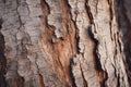 Close up majestic tree trunk old bark in forest textured brown wood pine oak plant macro wooden background timber lumber Royalty Free Stock Photo