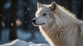 A close-up of a majestic white wolf in a snowy forest setting Royalty Free Stock Photo