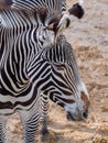 Close-up of a majestic zebra at a zoo