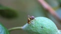 Close up of a queensland fruit fly laying eggs in a ripe fruit Royalty Free Stock Photo
