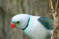 this is a close up of a malabar parakeet