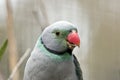 Malabar parakeet Royalty Free Stock Photo