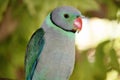 this is a close up of a Malabar parakeet