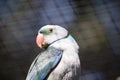 this is a close up of a Malabar parakeet Royalty Free Stock Photo
