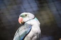 this is a close up of a Malabar parakeet