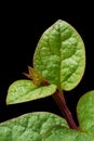 Close-up of malabar spinach or ceylon spinach plant leaves Royalty Free Stock Photo