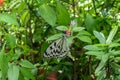 A close-up of a Malabar Tree Nymph Butterfly. Royalty Free Stock Photo