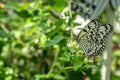 A close-up of a Malabar Tree Nymph Butterfly. Royalty Free Stock Photo