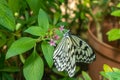 A close-up of a Malabar Tree Nymph Butterfly. Royalty Free Stock Photo